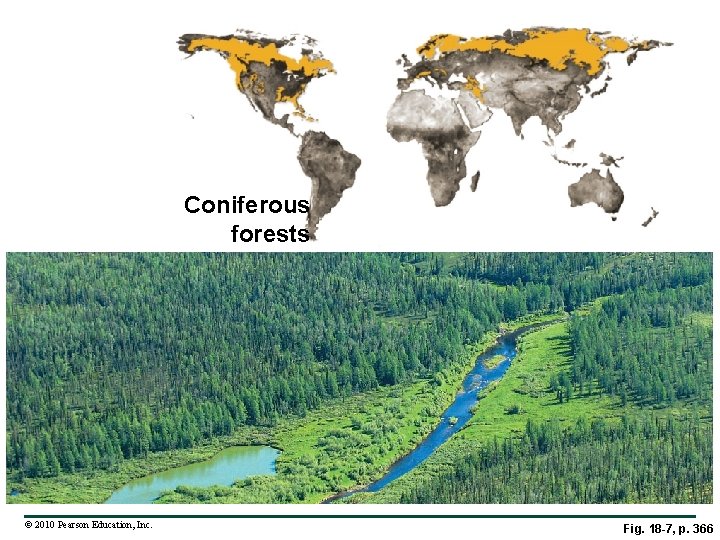 Coniferous forests © 2010 Pearson Education, Inc. Fig. 18 -7, p. 366 