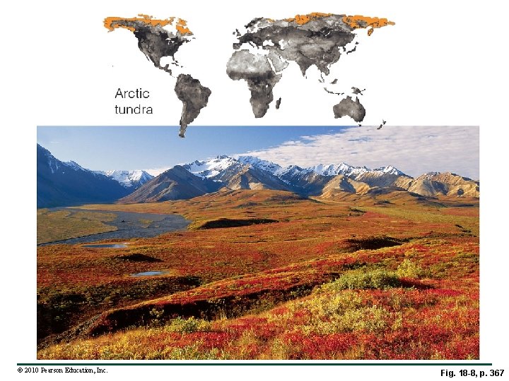 © 2010 Pearson Education, Inc. Fig. 18 -8, p. 367 