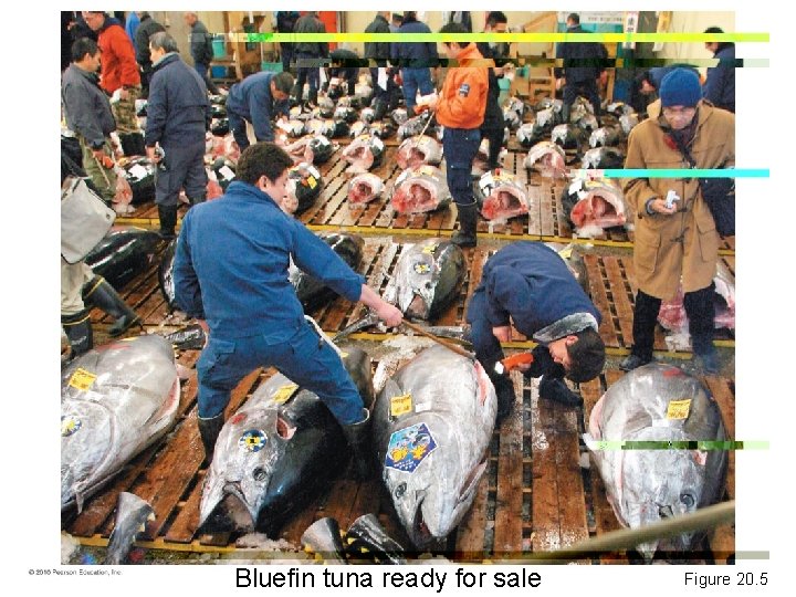 Bluefin tuna ready for sale Figure 20. 5 