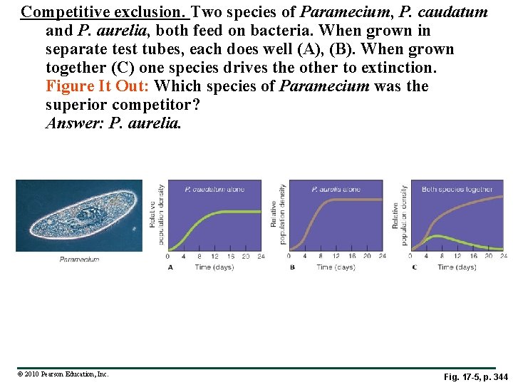 Competitive exclusion. Two species of Paramecium, P. caudatum and P. aurelia, both feed on