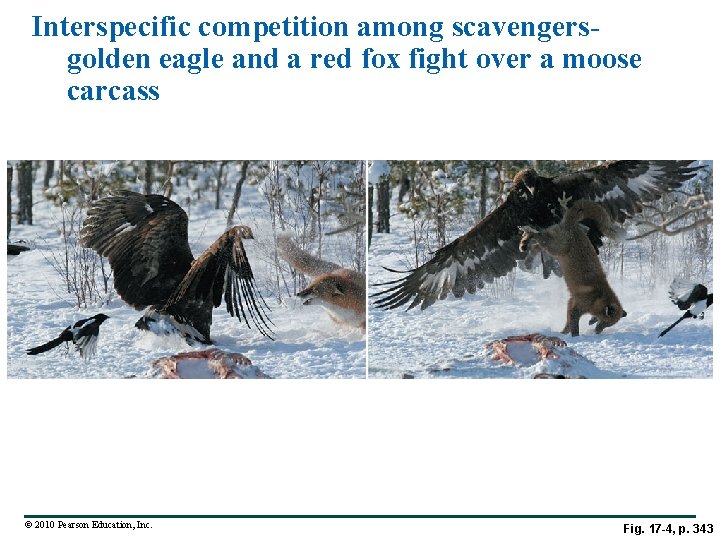 Interspecific competition among scavengersgolden eagle and a red fox fight over a moose carcass