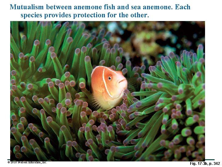 Mutualism between anemone fish and sea anemone. Each species provides protection for the other.
