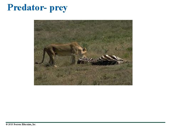 Predator- prey © 2010 Pearson Education, Inc. 