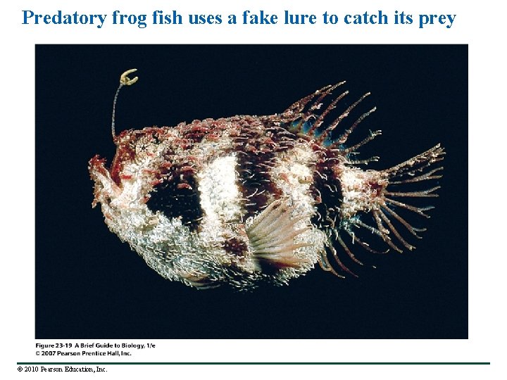 Predatory frog fish uses a fake lure to catch its prey © 2010 Pearson