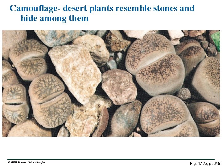 Camouflage- desert plants resemble stones and hide among them © 2010 Pearson Education, Inc.