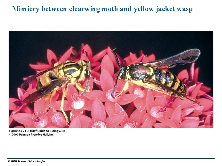 Mimicry between clearwing moth and yellow jacket wasp © 2010 Pearson Education, Inc. 