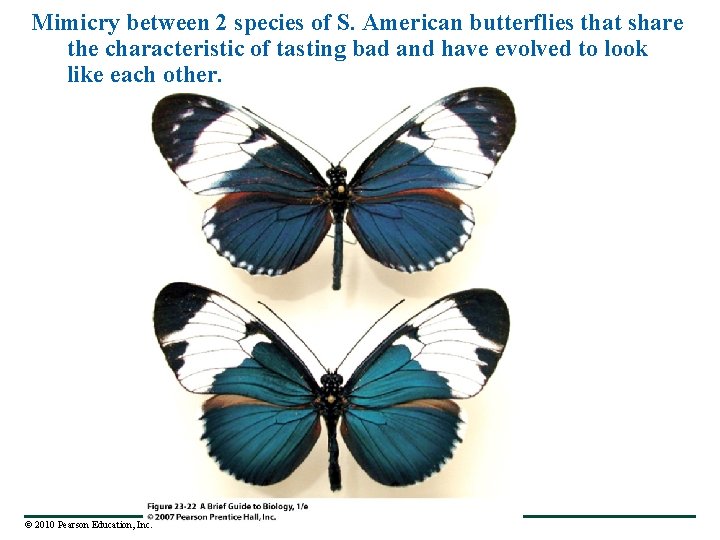 Mimicry between 2 species of S. American butterflies that share the characteristic of tasting