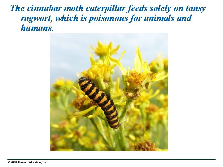 The cinnabar moth caterpillar feeds solely on tansy ragwort, which is poisonous for animals