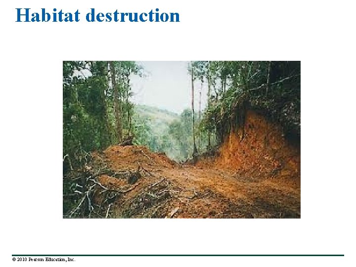 Habitat destruction © 2010 Pearson Education, Inc. 