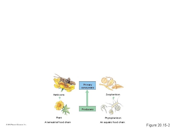 Primary consumers Zooplankton Herbivore Producers Plant A terrestrial food chain Phytoplankton An aquatic food