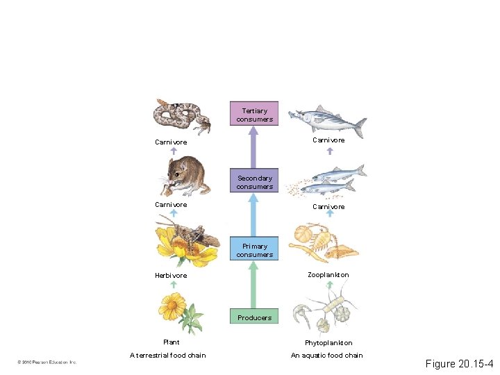 Tertiary consumers Carnivore Secondary consumers Carnivore Primary consumers Zooplankton Herbivore Producers Plant A terrestrial