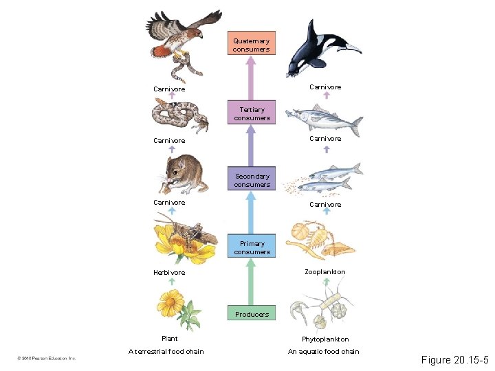 Quaternary consumers Carnivore Tertiary consumers Carnivore Secondary consumers Carnivore Primary consumers Zooplankton Herbivore Producers