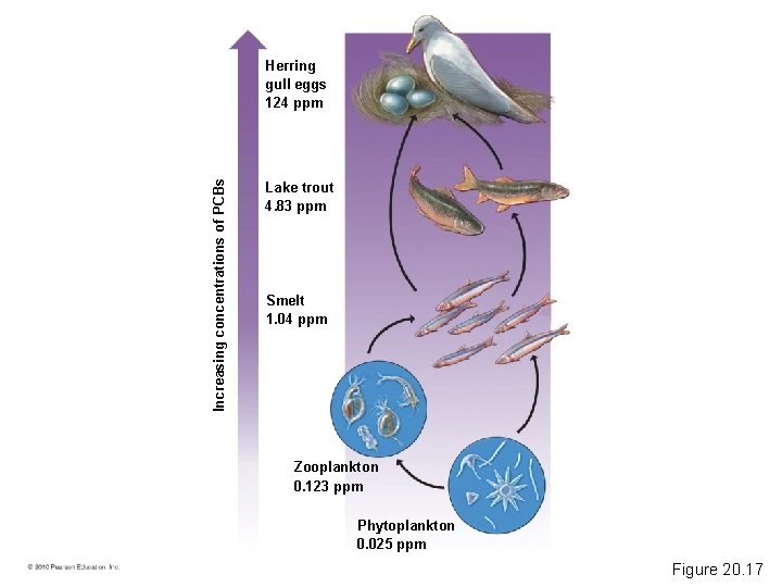 Increasing concentrations of PCBs Herring gull eggs 124 ppm Lake trout 4. 83 ppm