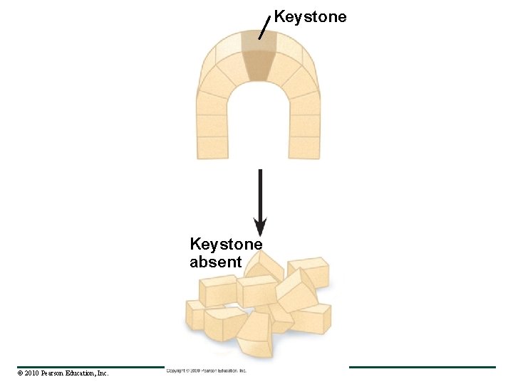 Keystone absent © 2010 Pearson Education, Inc. 