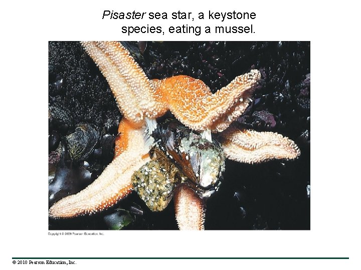 Pisaster sea star, a keystone species, eating a mussel. © 2010 Pearson Education, Inc.