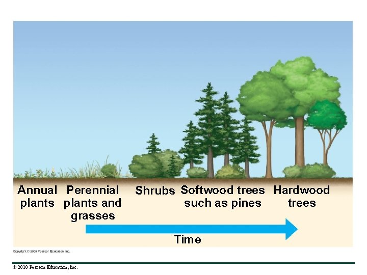 Annual Perennial plants and grasses Shrubs Softwood trees Hardwood such as pines trees Time