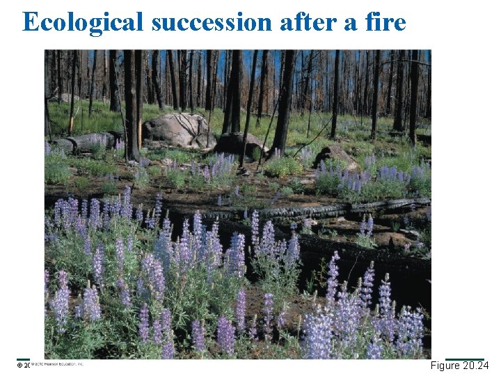 Ecological succession after a fire © 2010 Pearson Education, Inc. Figure 20. 24 