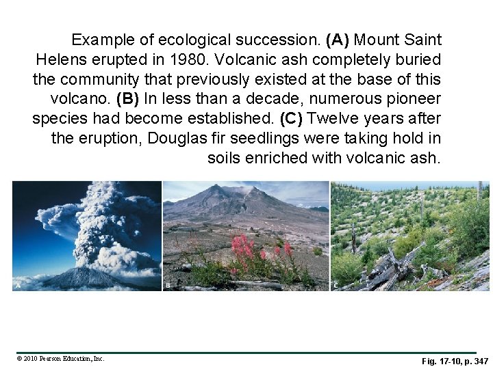 Example of ecological succession. (A) Mount Saint Helens erupted in 1980. Volcanic ash completely