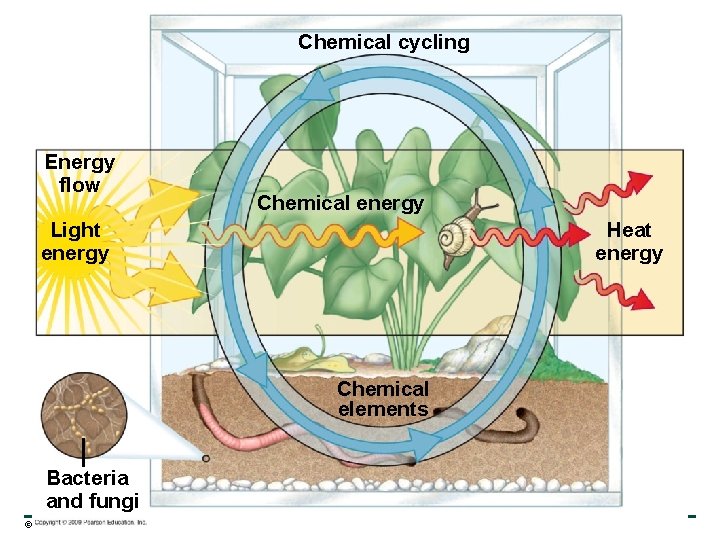 Chemical cycling Energy flow Chemical energy Light energy Heat energy Chemical elements Bacteria and