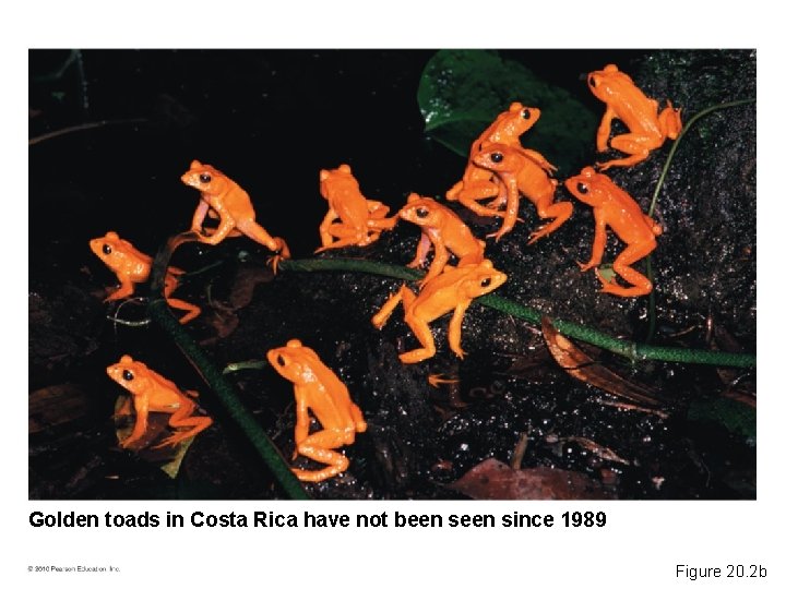 Golden toads in Costa Rica have not been since 1989 Figure 20. 2 b