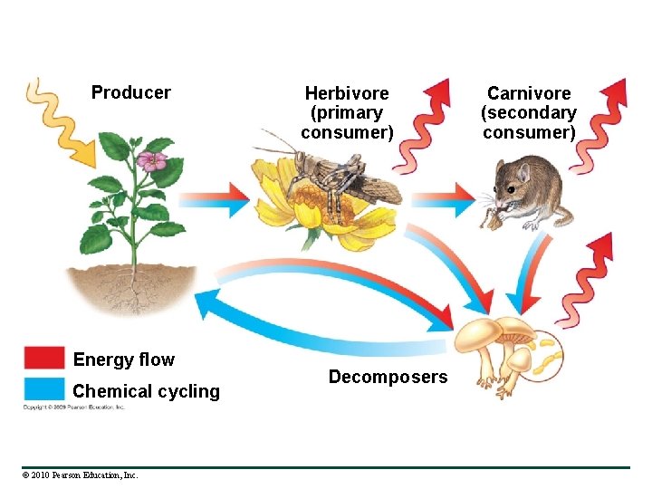 Producer Energy flow Chemical cycling © 2010 Pearson Education, Inc. Herbivore (primary consumer) Decomposers