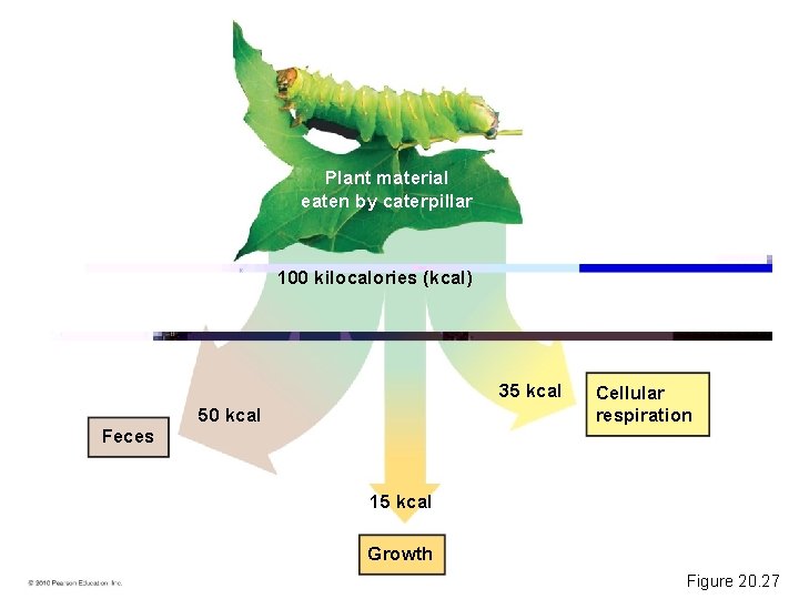 Plant material eaten by caterpillar 100 kilocalories (kcal) 35 kcal 50 kcal Feces Cellular