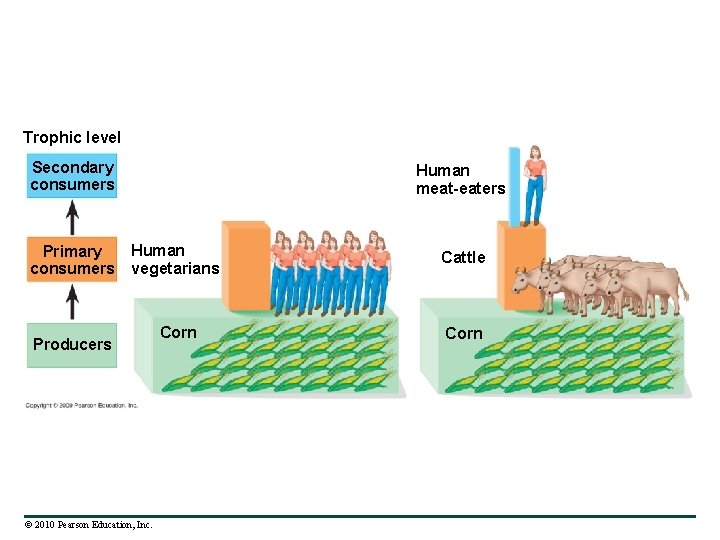 Trophic level Secondary consumers Human meat-eaters Human Primary consumers vegetarians Producers © 2010 Pearson