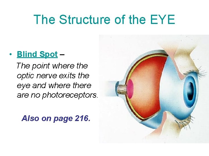 The Structure of the EYE • Blind Spot – The point where the optic