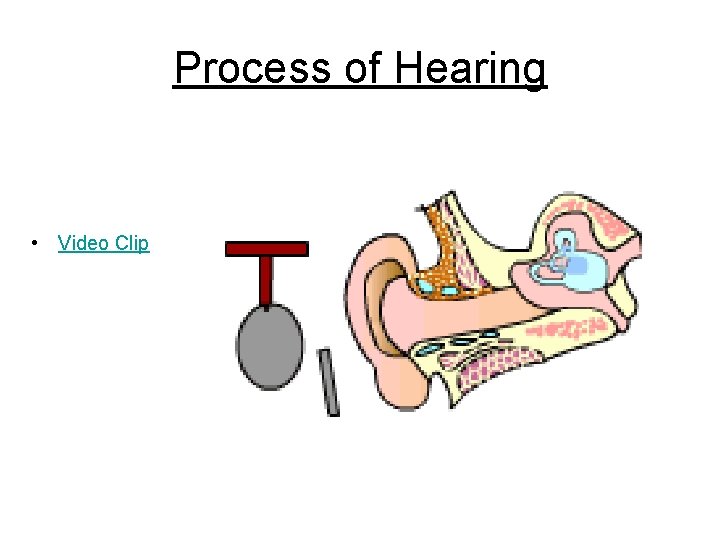 Process of Hearing • Video Clip 