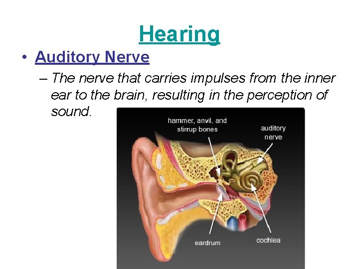 Hearing • Auditory Nerve – The nerve that carries impulses from the inner ear