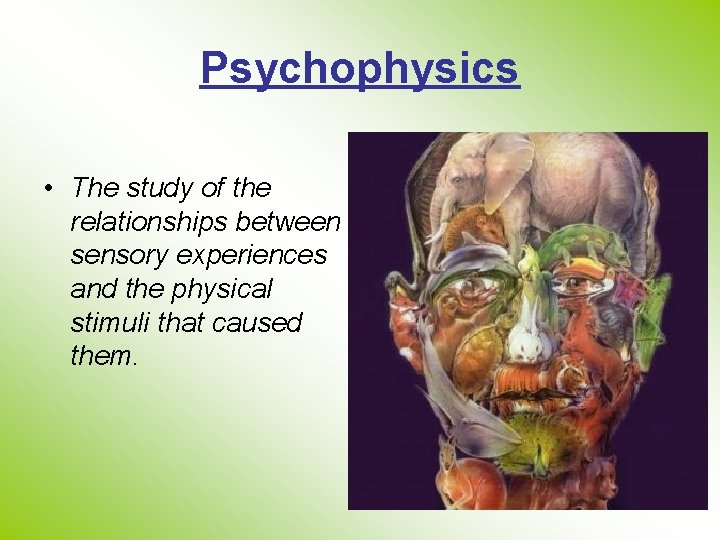 Psychophysics • The study of the relationships between sensory experiences and the physical stimuli