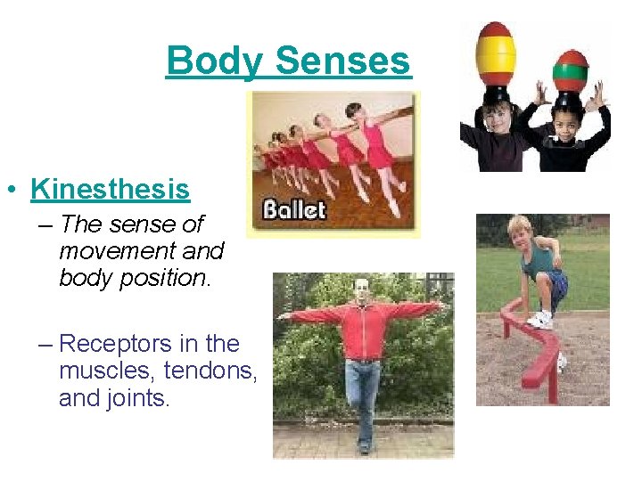 Body Senses • Kinesthesis – The sense of movement and body position. – Receptors