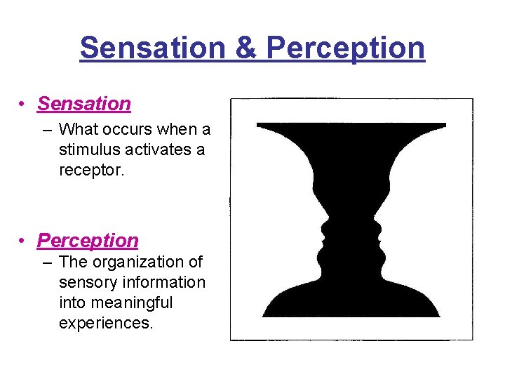 Sensation & Perception • Sensation – What occurs when a stimulus activates a receptor.