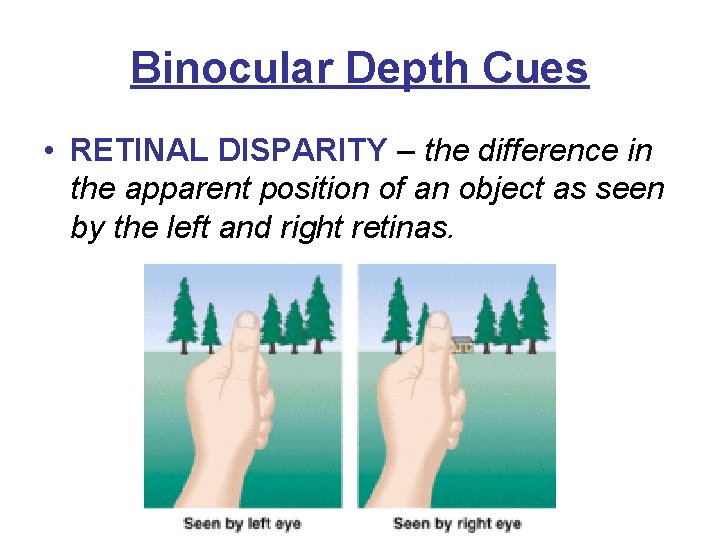 Binocular Depth Cues • RETINAL DISPARITY – the difference in the apparent position of