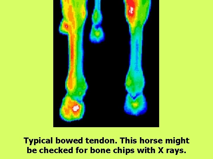 Typical bowed tendon. This horse might be checked for bone chips with X rays.