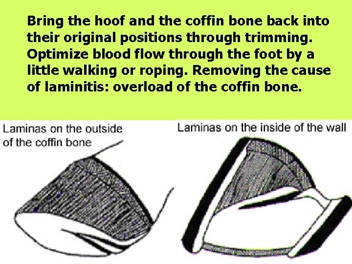 Bring the hoof and the coffin bone back into their original positions through trimming.