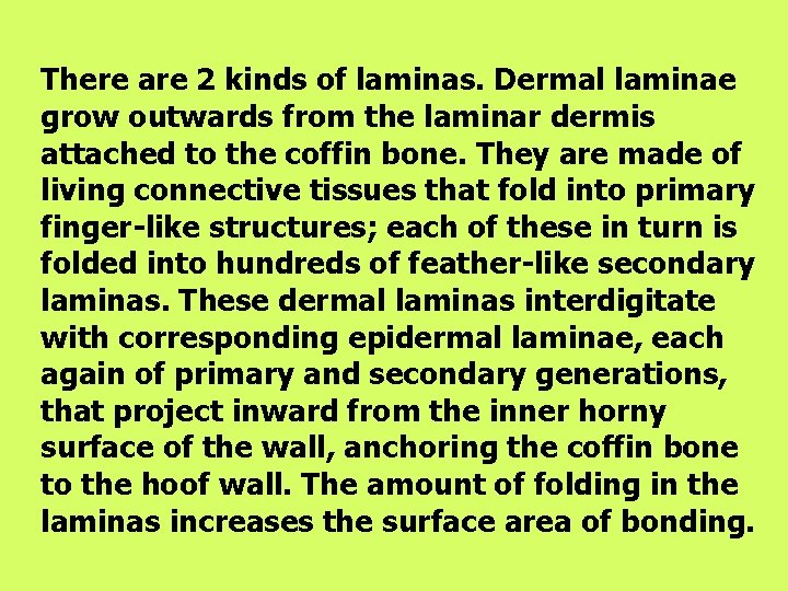 There are 2 kinds of laminas. Dermal laminae grow outwards from the laminar dermis