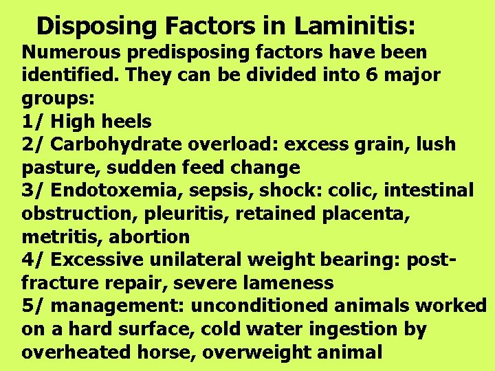 Disposing Factors in Laminitis: Numerous predisposing factors have been identified. They can be divided