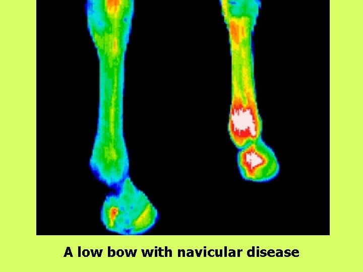 A low bow with navicular disease 