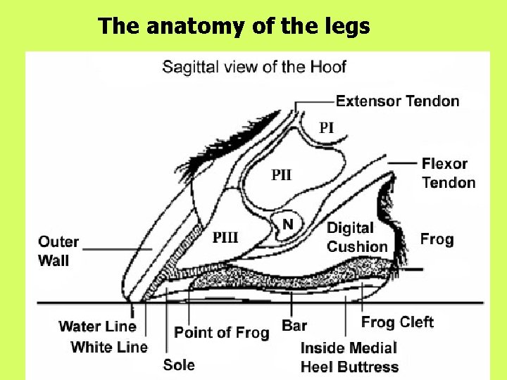 The anatomy of the legs 