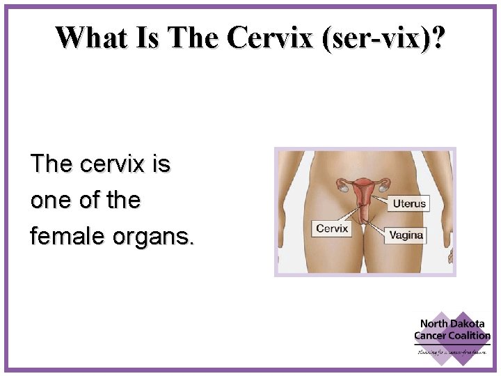 What Is The Cervix (ser-vix)? The cervix is one of the female organs. 