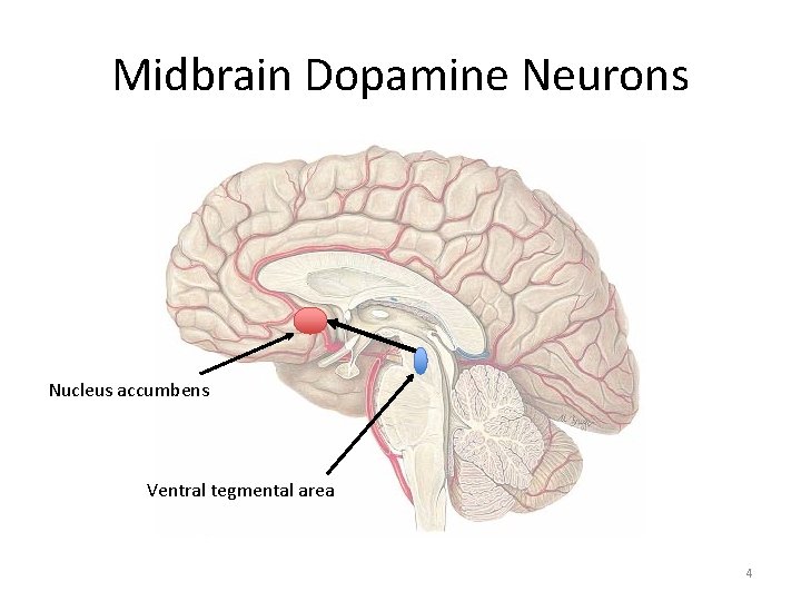 Midbrain Dopamine Neurons Nucleus accumbens Ventral tegmental area 4 