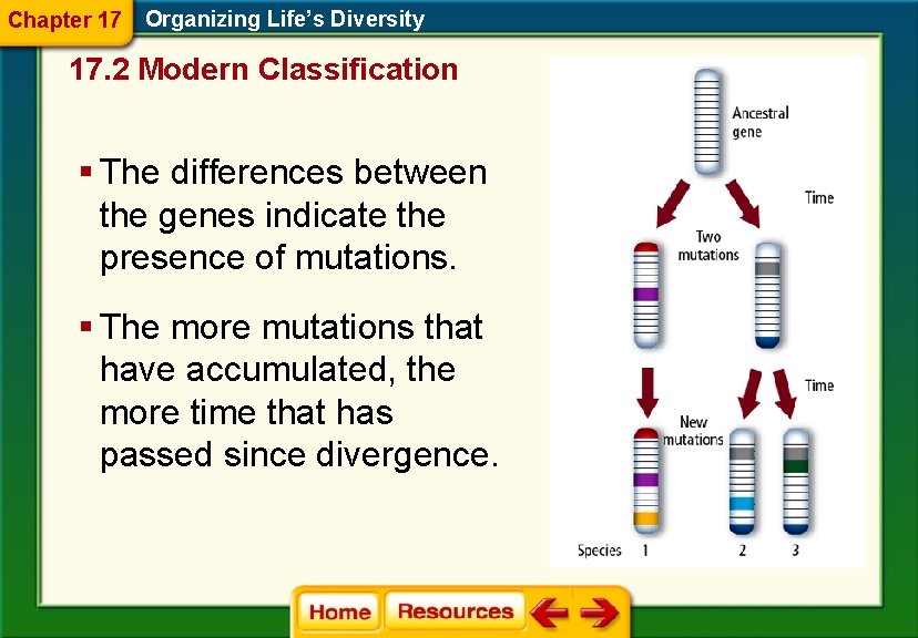 Chapter 17 Organizing Life’s Diversity 17. 2 Modern Classification § The differences between the