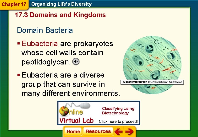 Chapter 17 Organizing Life’s Diversity 17. 3 Domains and Kingdoms Domain Bacteria § Eubacteria