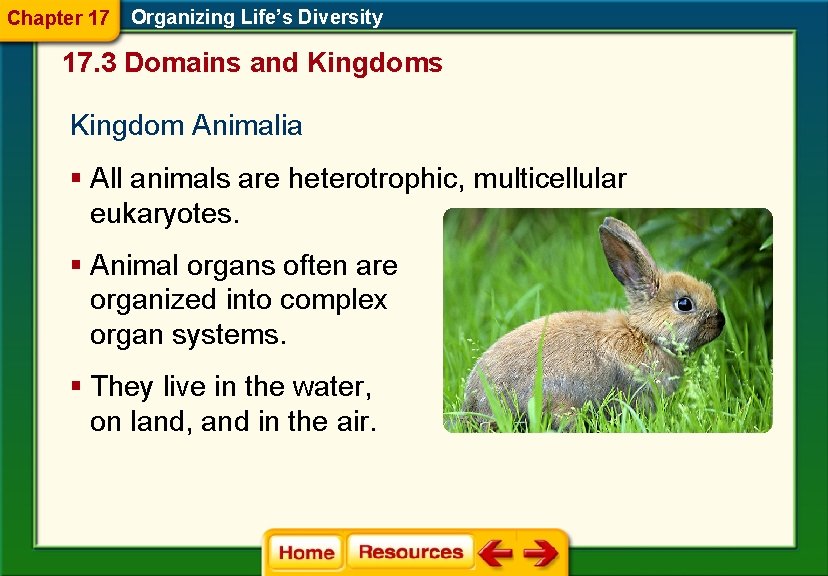 Chapter 17 Organizing Life’s Diversity 17. 3 Domains and Kingdoms Kingdom Animalia § All Chapter 17 Organizing Life’s Diversity 17. 3 Domains and Kingdoms Kingdom Animalia § All