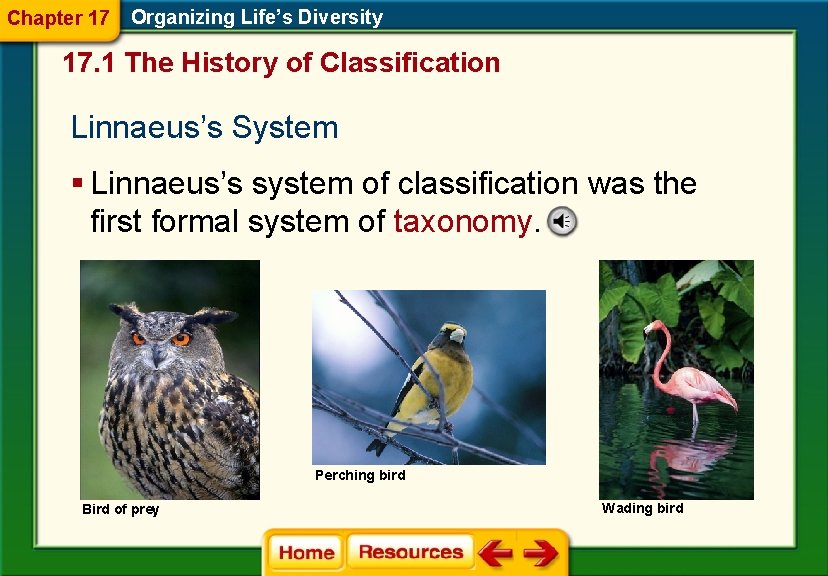 Chapter 17 Organizing Life’s Diversity 17. 1 The History of Classification Linnaeus’s System §