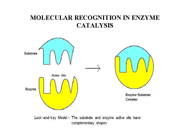 MOLECULAR RECOGNITION IN ENZYME CATALYSIS 