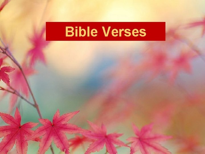 Bible Verses 