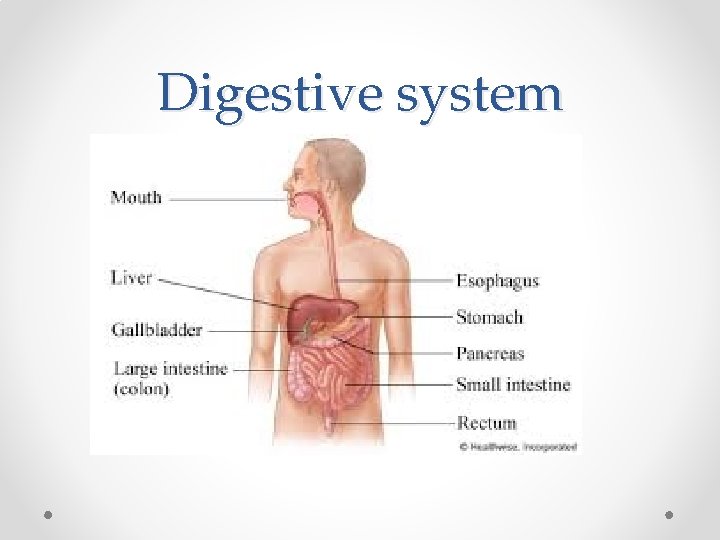 Digestive system 