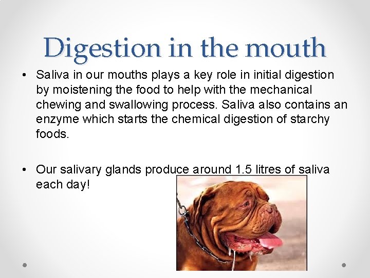 Digestion in the mouth • Saliva in our mouths plays a key role in